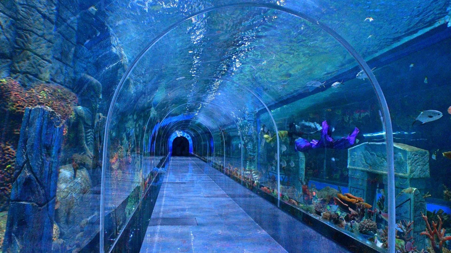 Aquarium Paradise